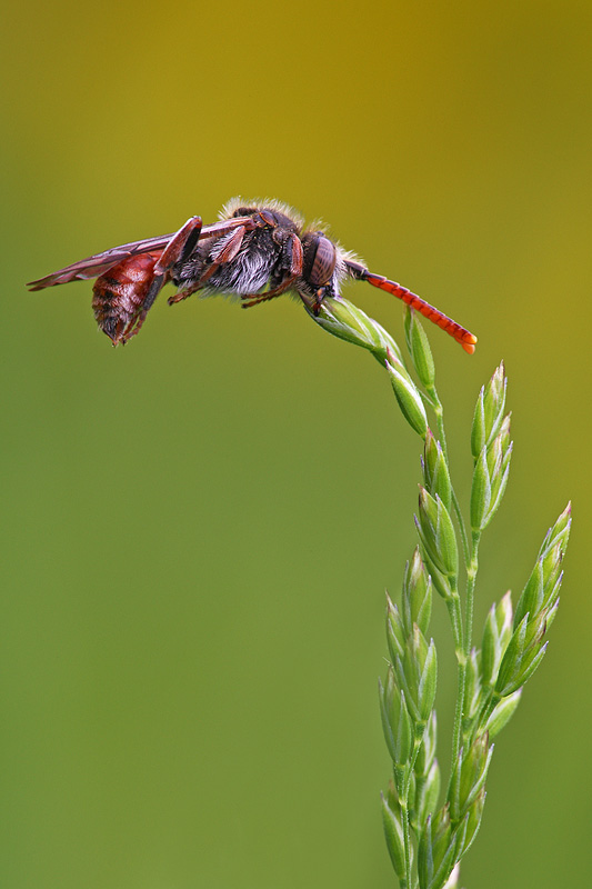 Nomada sp. (Apidae)
